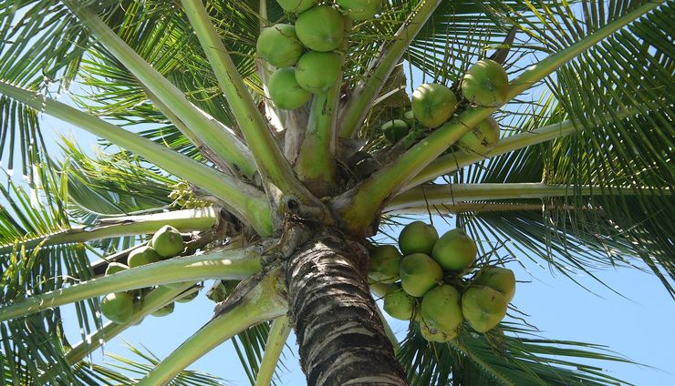 Meremajakan Kebun Kelapa untuk Industri Bernilai Tinggi