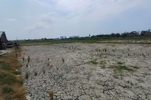 Kemarau Bikin Irigasi Tak Bekerja Maksimal, 50 Hektar Sawah di Rorotan Kini Kekeringan...