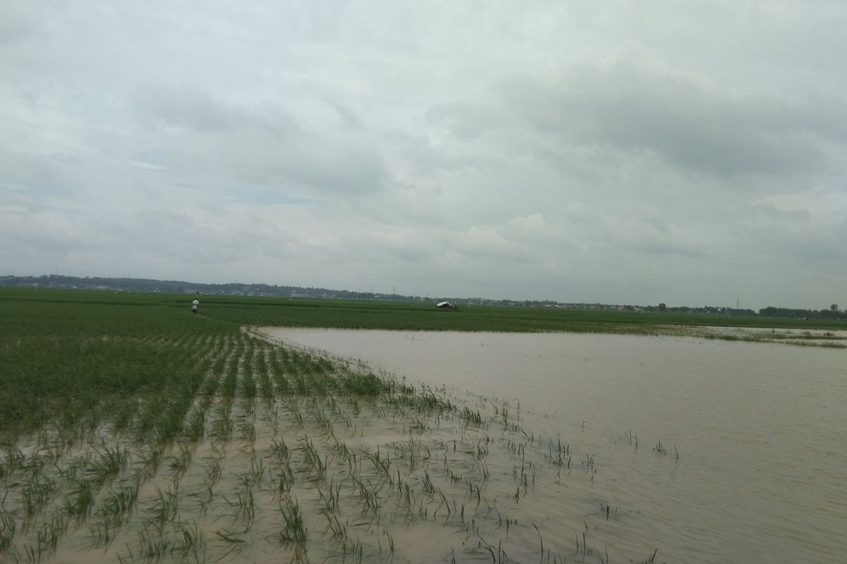 Sawah di Desa Karangligar, Kecamatan Telukjambe Barat, Kabupaten Karawangnterandam banjir.