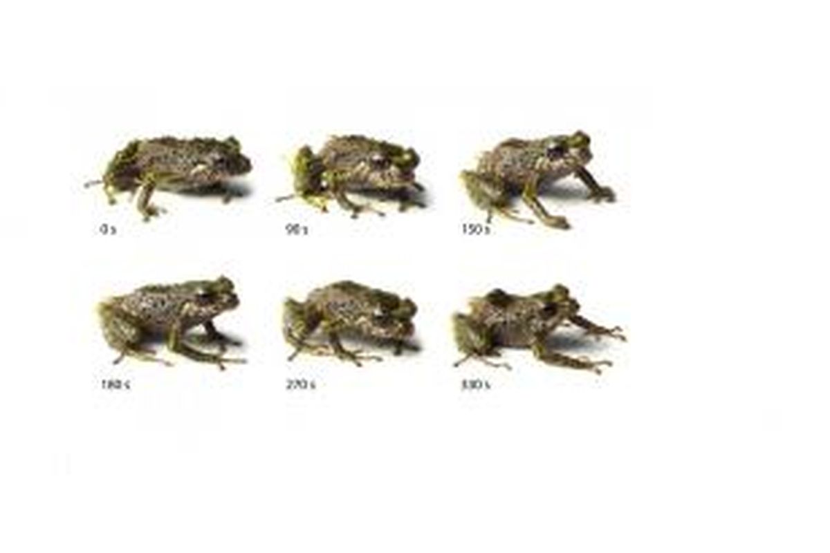 Variasi tekstur kulit pada jenis Pristimantis mutabilis. Lihat perubahan rupa katak dari 