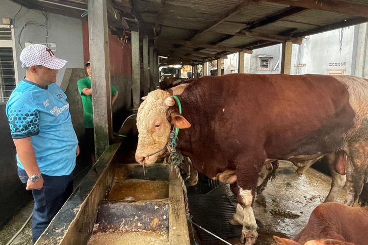 Wakil wali kota Jakarta Utara (Jakut), Juaini Yusuf mengontrol kandang sapi miliknya di kawasan Mampang, Jakarta Selatan. Minggu (26/5/2024).