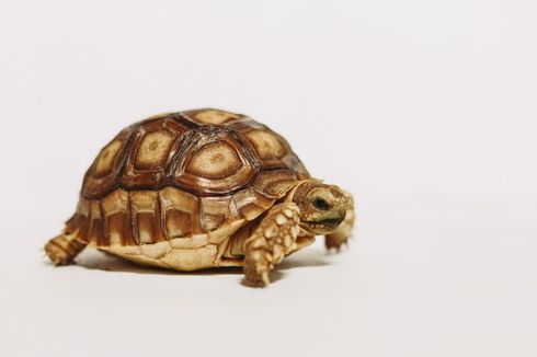 9 Fakta Kura-kura Darat yang Perlu Diketahui Sebelum Memeliharanya