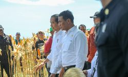 Panen Jagung bersama Mentan di Sumbawa, Jokowi Tekankan Pentingnya Keseimbangan Harga