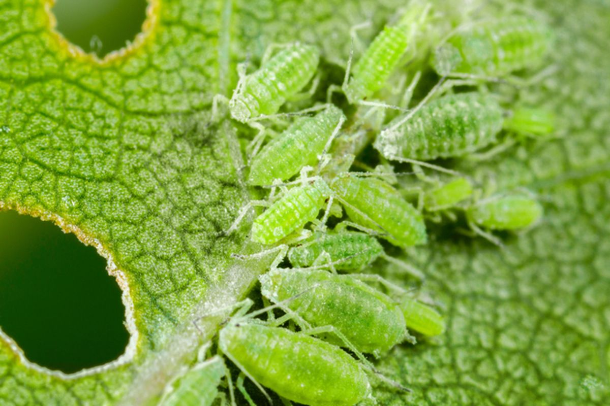Ilustrasi kutu daun.
