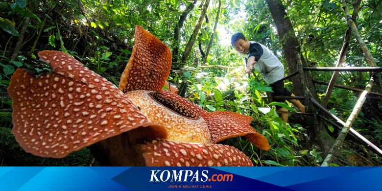 Selain Indonesia Di Mana Bisa Kita Temukan Bunga Rafflesia