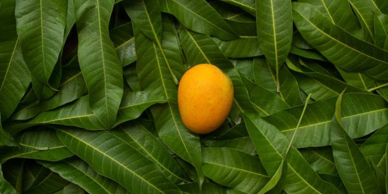 Ilustrasi manfaat daun mangga.
