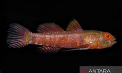 Ikan Gobi Kerdil, Spesies Baru yang Ditemukan Ilmuwan di Teluk Saleh