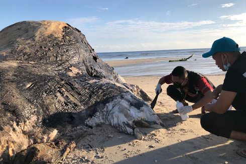 Bangkai Paus Sperma Tanpa Kepala dan Ekor Terdampar di NTT