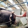Menengok Kegagahan Tatang, Sapi 1,3 Ton Prabowo dari Kaki Gunung Burangrang Bandung Barat