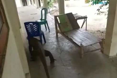 Video Viral Komodo Masuk ke Sekolah, Warga Sebut Ingin Cari Makan