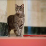 Perkenalkan, Willow, Kucing Nomor 1 di Amerika Serikat