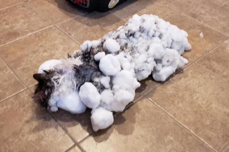 Kondisi kucing bernama Fluffy ketika ditemukan oleh pemiliknya dan dibawa ke rumah sakit hewan. Kucing berusia tiga tahun itu akhirnya bisa diselamatkan.