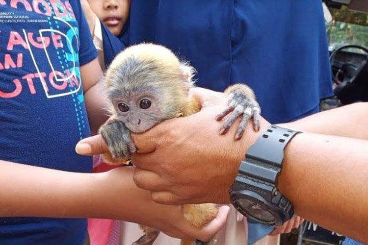 Bayi Lutung Jawa yang ditemukan Dini, warga Jalan LA Sucipto, Kota Malang di Bugis, Pakis Kabupaten Malang saat tegeletak di pinggir jalan dengan terbungkus kardus pada (30/5/2019). 