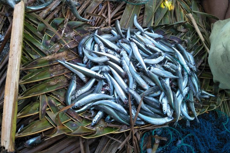Ikan ole di Pulau Tomia diatur penangkapan dan pengelolaannya karena jumlahnya dinilai semakin berkurang. 