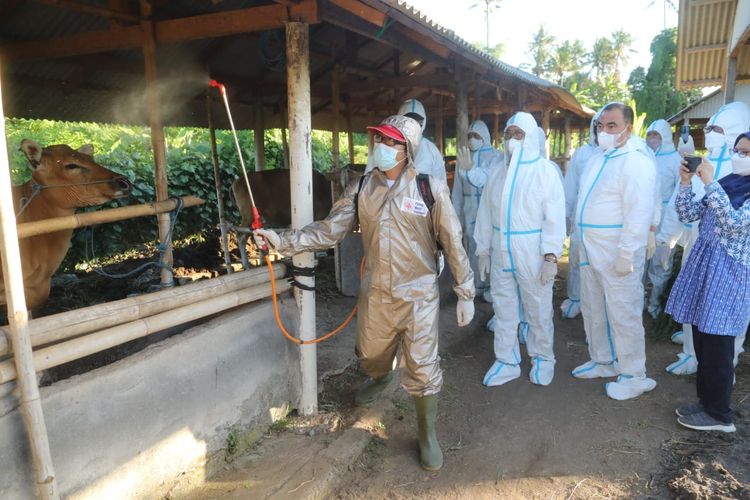 Penanganan kasus PMK di Bali lewat disinfeksi kandang ternak.