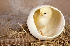 Mengenal Perkembangan Embrio Ayam hingga Menetas