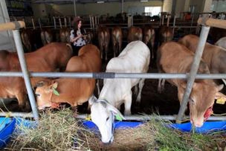 Sejumlah sapi yang dijual di mal hewan kurban milik Haji Doni di Depok, Jawa Barat, Selasa (15/9/2015). Haji Doni menyulap showroom mobil miliknya menjadi lapak penjualan hewan kurban dan menggunakan sales promotion girl untuk menarik konsumen. 