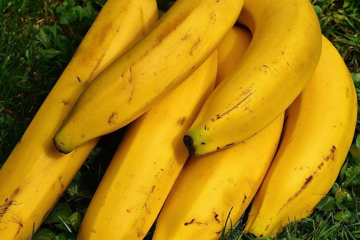 Ilustrasi pisang, salah satu buah penurun kolesterol dan asam urat tinggi