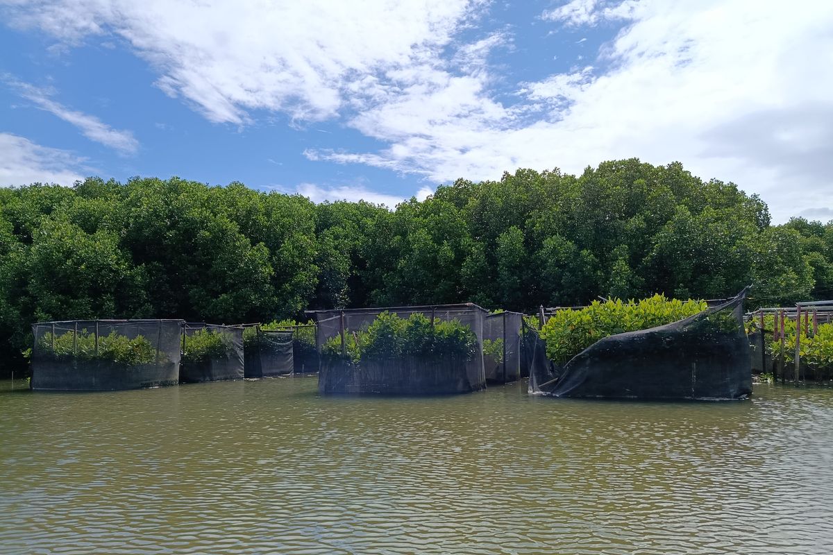 Rumpon tanaman mangrove di Pulau Serangan, Bali, pada Jumat (5/12/2025).