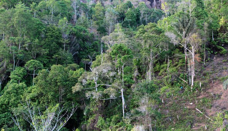 Tanaman Penyelamat Lingkungan: Mencegah Banjir dan Longsor