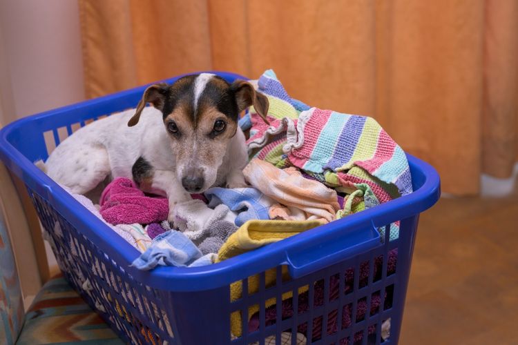 Ilustrasi anjing bermain di cucian atau pakaian kotor.