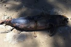 Seekor Pesut Ditemukan Mati di Sungai Mahakam