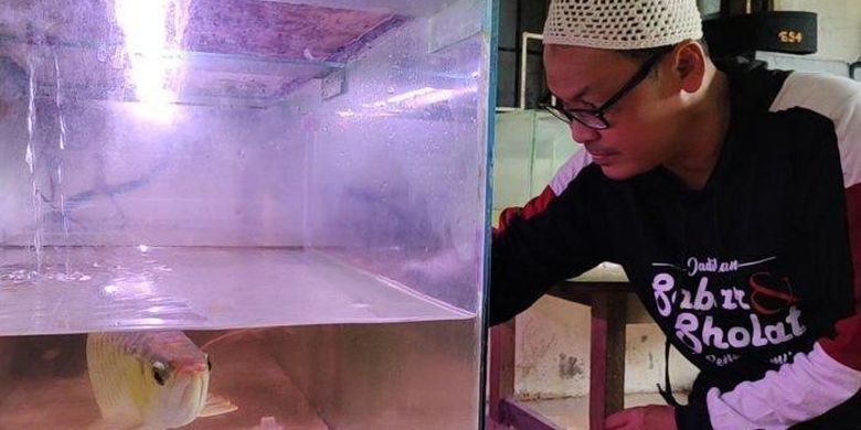 Nizam Nababan, peternak ikan arwana jenis super red di dalam rumahnya, Kota Tanjungbalai, Sumatera Utara.