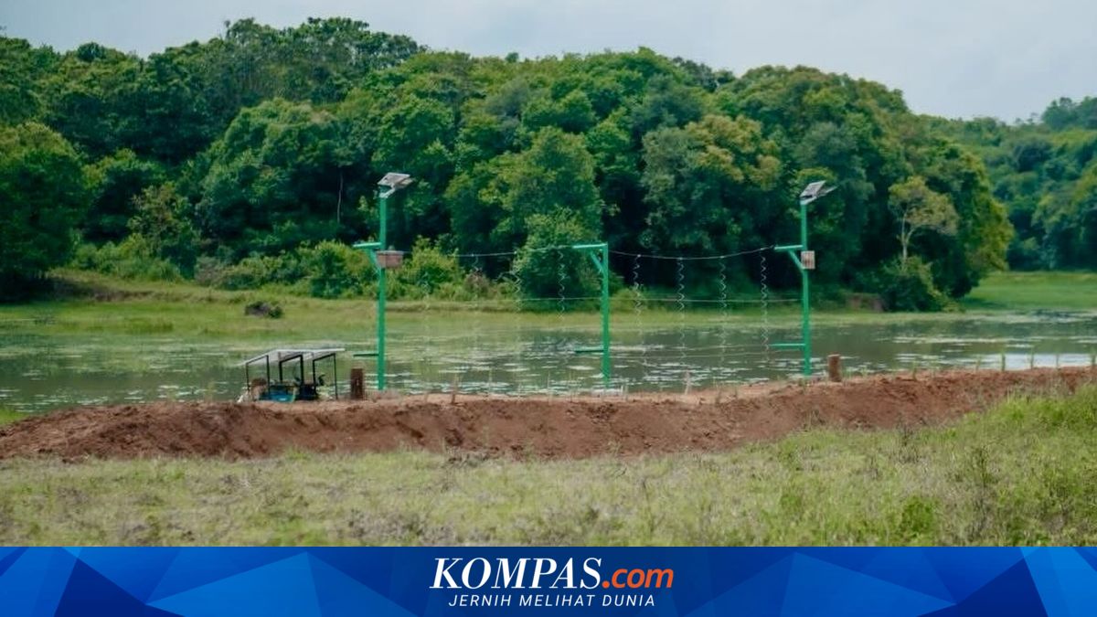 Pagar 138 Km Dibangun di Way Kambas, Atasi Konflik Gajah-Manusia yang Terjadi Sejak 1983 ~WR

Klik untuk baca: