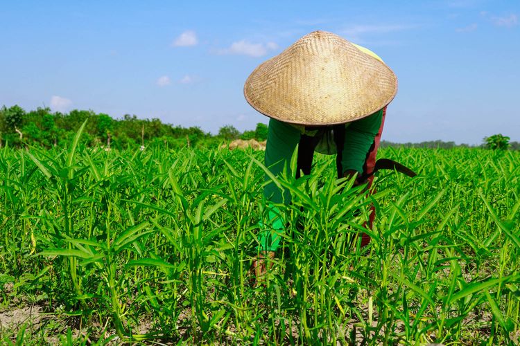 Petani Merugi Saat Sektor Pertanian Tumbuh Di Tengah Pandemi Corona Apa Masalahnya Halaman All Kompas Com