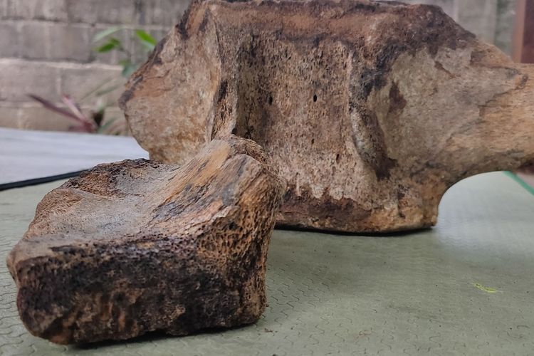 Guru olahraga di SMP Negeri 1 Panjatan, Kabupaten Kulon Progo, Daerah Istimewa Yogyakarta, menemukan batu yang diduga tulang purba. Ia menjadikan temuan itu sebagai kenangan-kenangan.