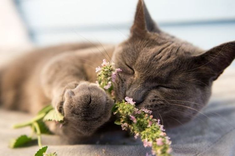 Ilustrasi kucing mengedus tanaman catnip