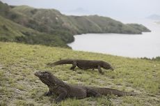 Tarif Kontribusi Konservasi Pulau Komodo Rp 3,75 Juta Masih Wacana