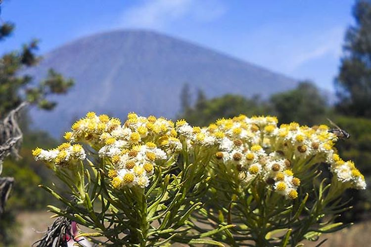 Bunga Edelweiss di Gunung Semeru.