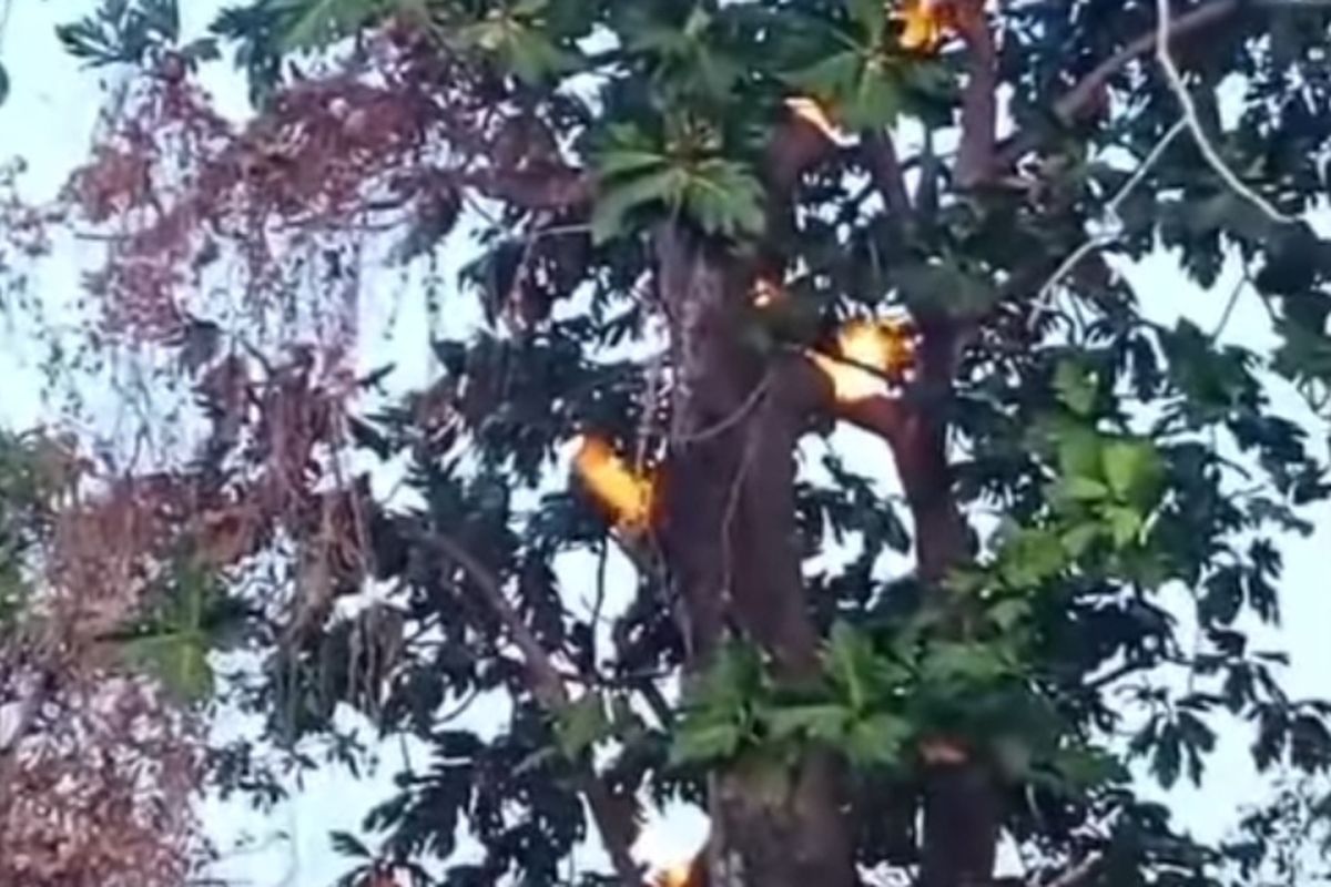 pohon sukun yang ada di Desa Pancor, Kecamatan Gayam, Kepulauan Sapudi, Kabupaten Sumenep, Jawa Timur tiba-tiba mengeluarkan api dari batangnya