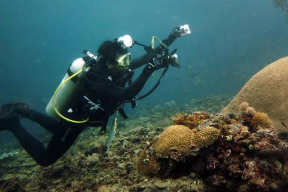 Pemandangan bawah laut Teluk Cenderawasih.