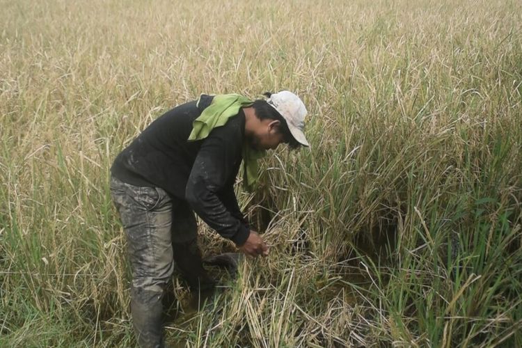 Para petani di Kelurahan Waliabuku, Kecamatan Bungi, Kota Baubau, Sulawesi Tenggara, mengaku merugi pasca banjir yang menerjang pada Sabtu (18/6/2022) lalu.