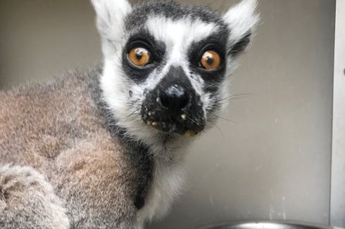 Kehilangan Lemur, Kebun Binatang Ini Tawarkan Rp 30 Juta untuk Informasi Keberadaannya
