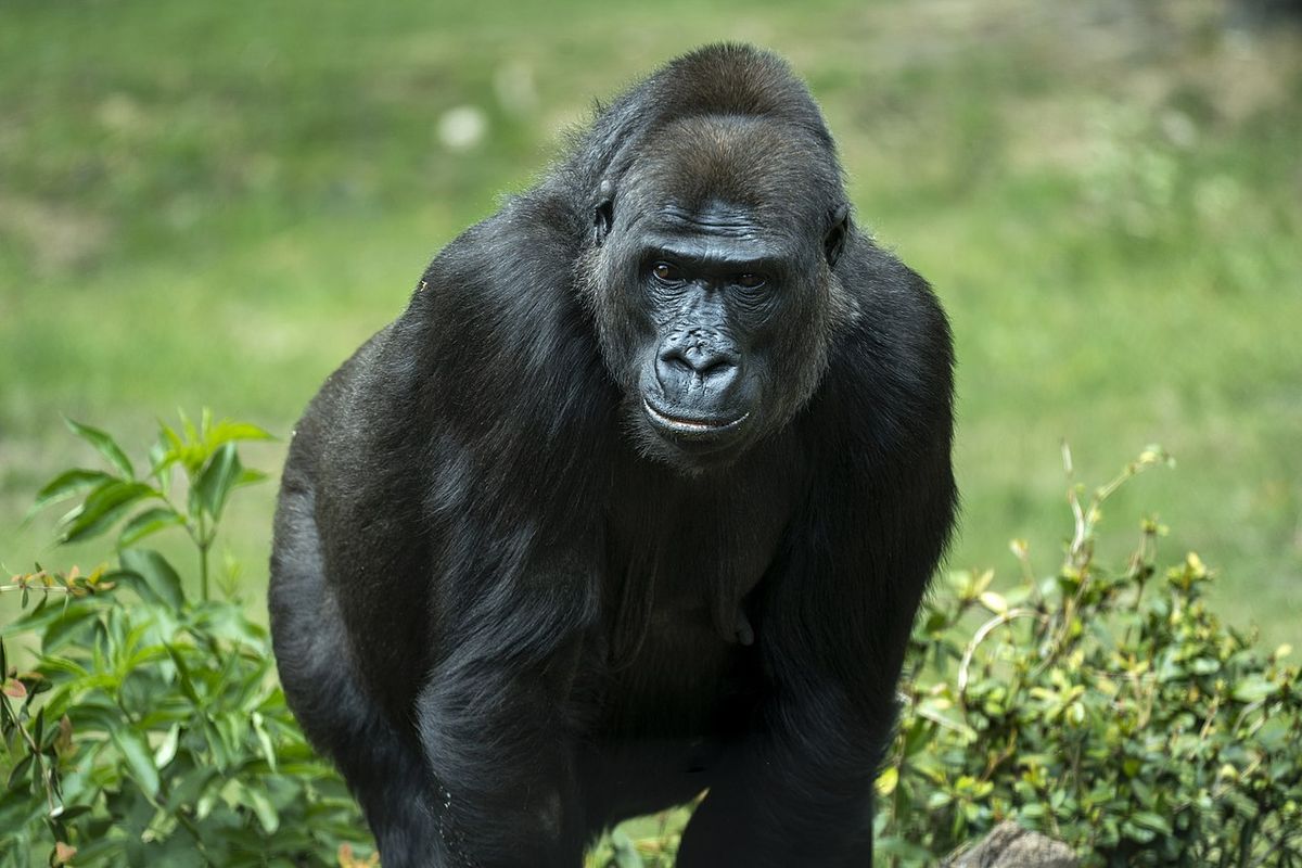 Ilustrasi gorila. Perilaku hewan, terutama primata di kebun binatang berubah selama pandemi Covid-19.
