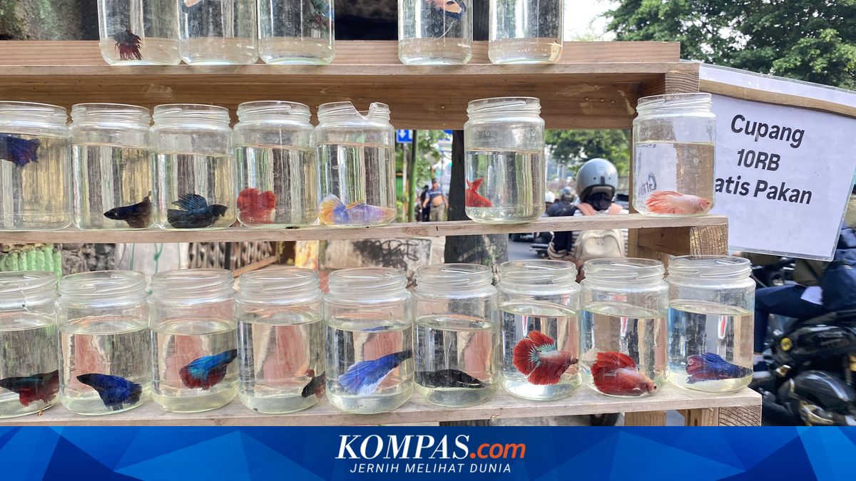 Ekonom: Pedagang Cupang Keliling Jakarta Bertahan di Tengah Ketatnya Lapangan Kerja