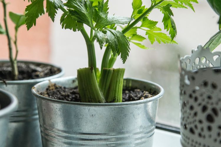 Ilustrasi, penyemaian seledri