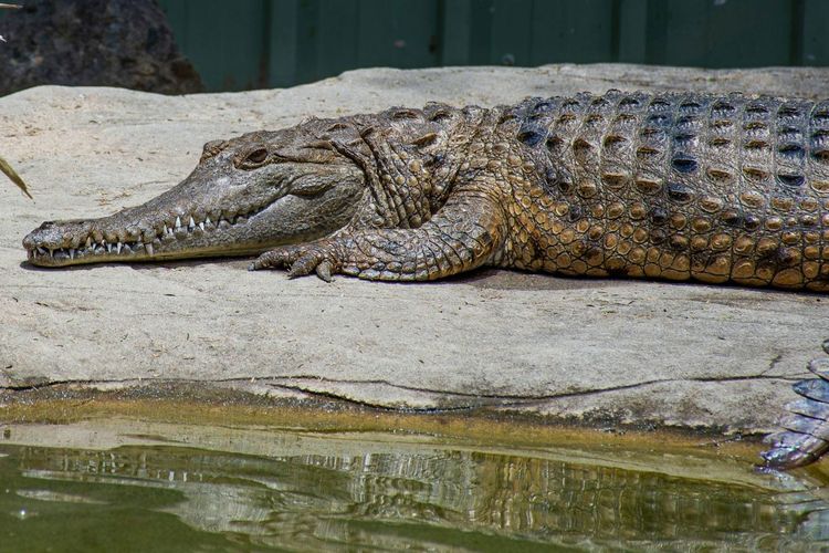 50 Juta Tahun Mendominasi Australia, Buaya Purba Ini Punah Saat Manusia Datang