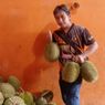 Menikmati Kelezatan Durian Kumbokarno dari Kendal