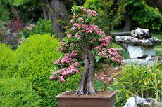 7 Manfaat Luar Biasa Meletakkan Tanaman Bonsai di Rumah