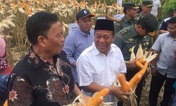 Petani di Lamongan dan Tuban Berhasil Panen 30.000 Ton Jagung