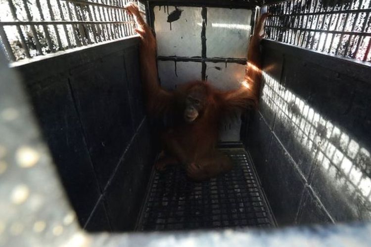 Orangutan Sumatra (Pongo abelii) saat berada di kandang sementara di kantor YOSL-OIC, Medan, Sumatera Utara, 2017 lalu. Orangutan betina itu berusia empat tahun dan diselamatkan petugas dari warga.