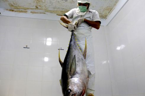 KKP Hapuskan Tarif Ekspor Olahan Ikan Tuna ke Jepang