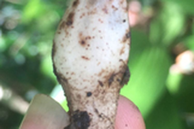 Ilustrasi buah marashi