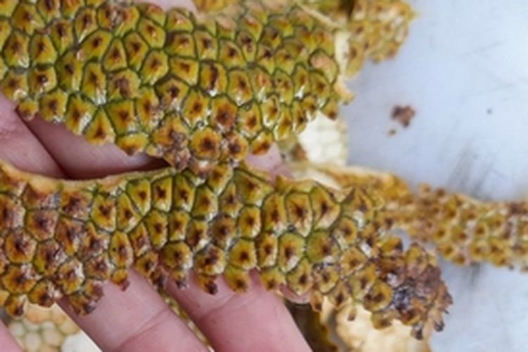 Kulit cempedak yang sudah dipisahkan dengan buahnya