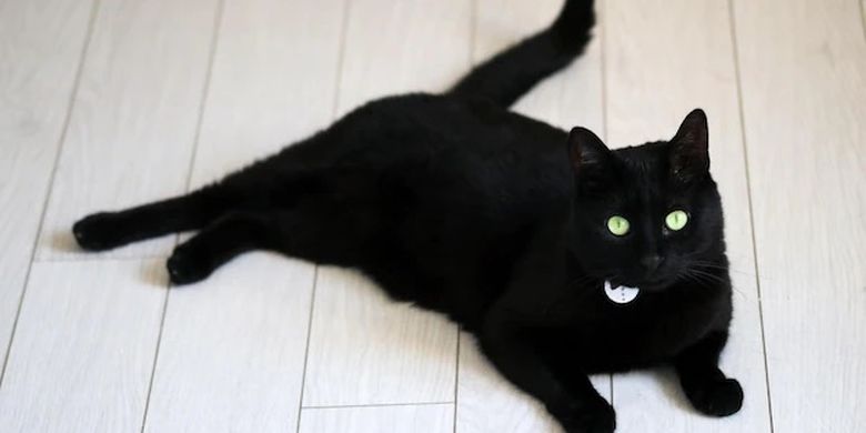 ilustrasi kucing hitam.
