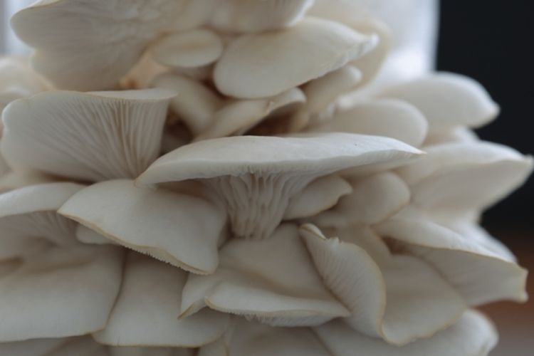 Ilustrasi jamur tiram, budidaya jamur tiram. 